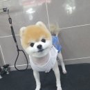 몽쭈쭈 이미지