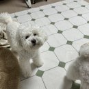 플레이 바우 이미지