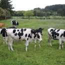 서부목장 | [제주] 목장길 따라 함께 거닐다, 제주시 한림읍 <성이시돌목장>