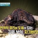 차가버섯 효능과 부작용 이미지