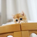 골든베니 이미지