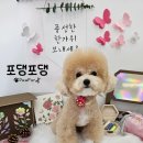 포댕포댕 네이버블로그