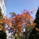 안양시청 앞 이미지