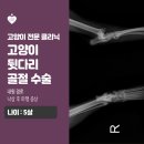 고천동 115-3 | 고천동 동물병원에서 고양이 뒷다리 골절로 수술했던 후기!
