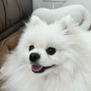 앤바이오 | 피부 고민 강아지 필수템! 닥터뮨 바이오서포트 스킨앤코트 솔직 후기🐶