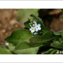꽃마리