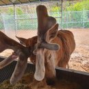 일구사슴농장 이미지