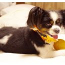 데이동물의료센터 이미지