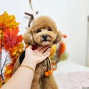 메리몰펫샵(사직점) 이미지