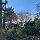 작은별장 | 1월에도 가능한 제주 감귤 체험 카페 <중문별장> 내돈내산 후기