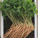 청춘농원 이미지