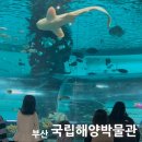 상대동 큰섬마을 작은도서관 | 부산 국립 해양박물관 비 오는 날 아이랑 가볼만한곳 실내 놀거리