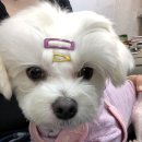 살롱wahl 이미지