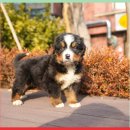 컴투펫 위탁보호센터 서울점 이미지