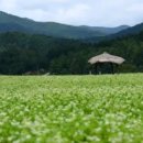메밀꽃필무렵 - 상주시 상산로 356-1 | 메밀꽃필무렵