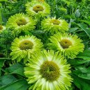 애플그린/ 썬씨커즈 애플그린-Echinacea Sunseekers Apple Green 이미지