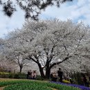 ❤️ 4월 4일, 안산의 벚꽃길, 허브원, 방죽, 메타세쿼이아길등 봄날의 풍경!!! 이미지