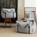 토토애견 이미지