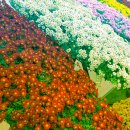 ▶▶선운사!지리산 에서 촬영 익산 국화축제 천만송이꽃 모임 관광버스로 ▶▶ 이미지