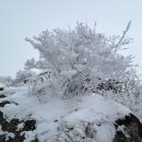 제681차(12/13)무주 북덕유산 향적봉(1.614m) 눈꽃산행 이미지