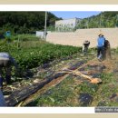 (20170902) 공동밭 옥수수 수확, 양파 이랑 준비(멀칭비닐 제거, 계분 도포) 이미지
