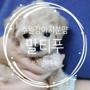강아지의 하루 | 수원 강아지분양 후기 말티푸 하루