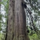 Memorial Day연휴 특별산행- Redwood National &amp; State Park 05/22-05/25-2026 동영상 1 이미지