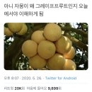 자몽이 영어로 grapefruit 라며? 이미지