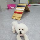 mm애견공방 이미지