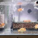 다루아쿠아 이미지