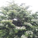 비 개인 후 이미지