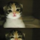 야옹야옹 이미지