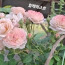 알케미스트 이미지