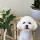 아미고 펫살롱 이미지