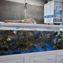 사계절회식당 이미지