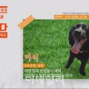 왈왈왈 이미지