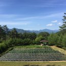 하늘숲초등학교 이미지