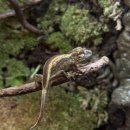 파충류샵 스마일게코 이미지