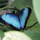 나비,날아오르다 이미지