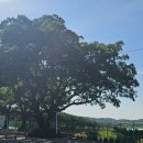 평림초등학교 이미지