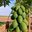 김영순농장 이미지