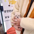 바나개 강아지 고양이 마포점 이미지