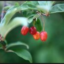 라원농장 이미지