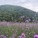 뜰단양카페 | 충북 단양 가볼만한곳 여름 가을 꽃구경 명소 고운골 아평쉼뜰 버베나 꽃밭
