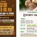 2025 감물감자축제 일정 체험 먹거리 완전정리 (+교통편)