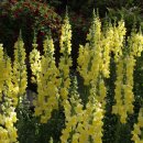 D，day（디데이） 이미지