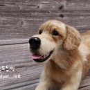 보듬펫 이미지