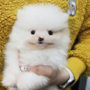 내품안의 반려견 김포점 이미지