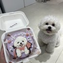 댕파티셰 이미지