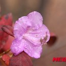 시샘 이미지
